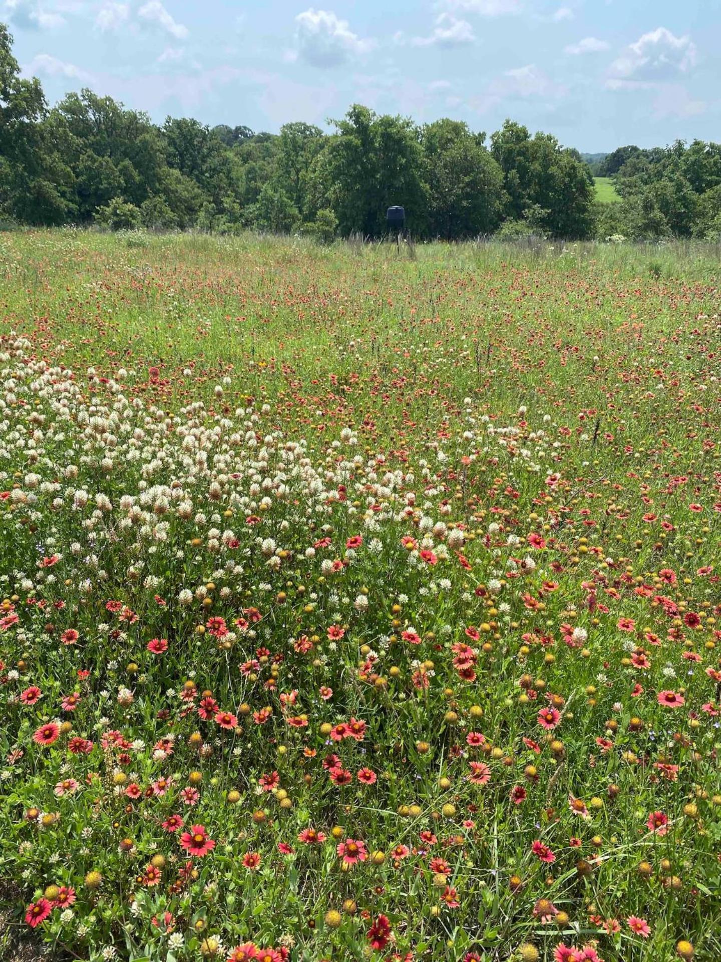 Nature Retreateclectic Country Boho Farmhouse Nocona Bagian luar foto